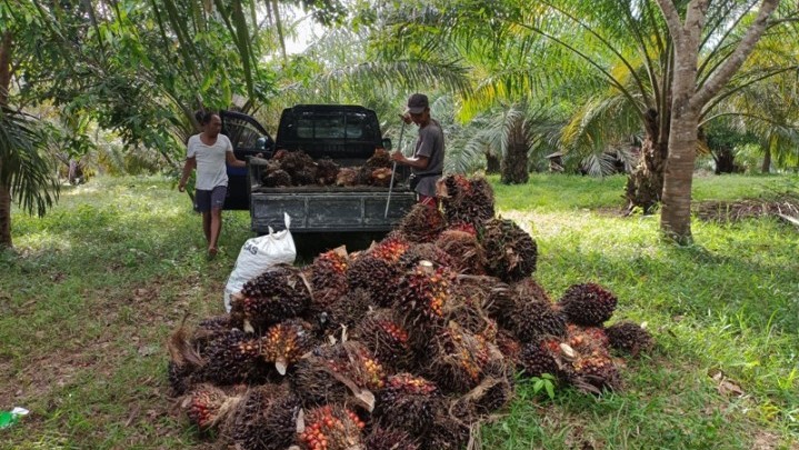 Harga Jual TBS Sawit di Riau Pekan Ini Naik Rp90,11 per Kg