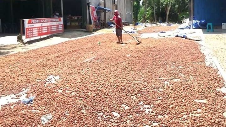 Semakin Anjlok, Harga Jual Pinang di Riau hanya Rp5.960 per Kg