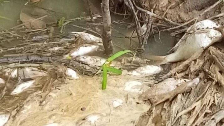 Banyak Ikan Mati di Sungai Siak, Berikut Penjelasan DLHK Riau Banyak Ikan Mati di Sungai Siak, Berikut Penjelasan DLHK Riau