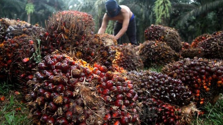 Sektor Sawit di Riau Sumbang 42,7% Penerimaan Pajak