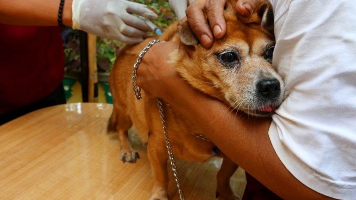Korban Gigitan Anjing Rabies di Inhil Meninggal Dunia Korban Gigitan Anjing Rabies di Inhil Meninggal Dunia