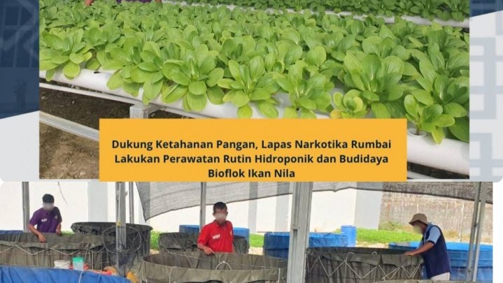 Dukung Ketahanan Pangan, Lapas Narkotika Rumbai Lakukan Perawatan Rutin Hidroponik dan Budidaya Bioflok Ikan Nila