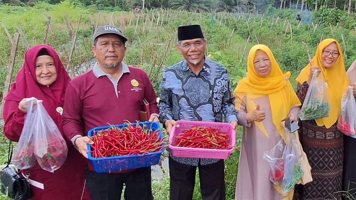 Dukung Ketahan Pangan Nasional, Rektor Umri Panen Cabai di Hamka Boarding Schooo