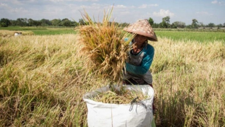 Produksi Beras Nasional Tahun 2025 Mencapai 34,79 ton, Naik 13.6 Persen dari tahun 2024