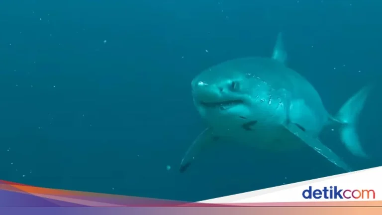 Detik-Detik Mengerikan: Great White Shark Melompat Tinggi di Depan Pantai California, Fotografer Beruntung Berhasil Mengabadikannya