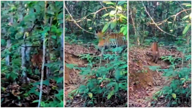 Fenomena Langka di Way Kambas: Induk Harimau Sumatera dan Tiga Anaknya Terekam Kamera Saat Minum di Tengah Kekeringan