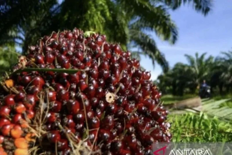 Harga TBS Kelapa Sawit di Riau Merangkak Naik, Petani Swadaya Raup Rp3.739,83 per Kg