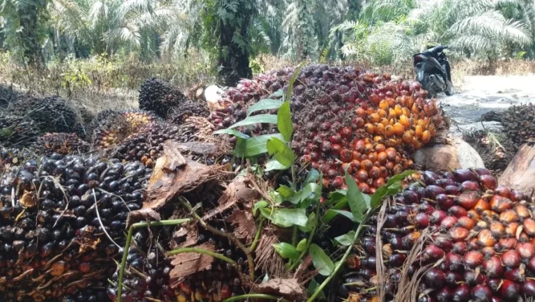 Harga TBS Sawit Riau Naik 2,09 Persen Jadi Rp3.679 per Kg, Petani Sambut Positif