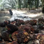 Harga TBS Sawit Swadaya Riau Naik, Tertinggi Sentuh Rp3.739 per Kg