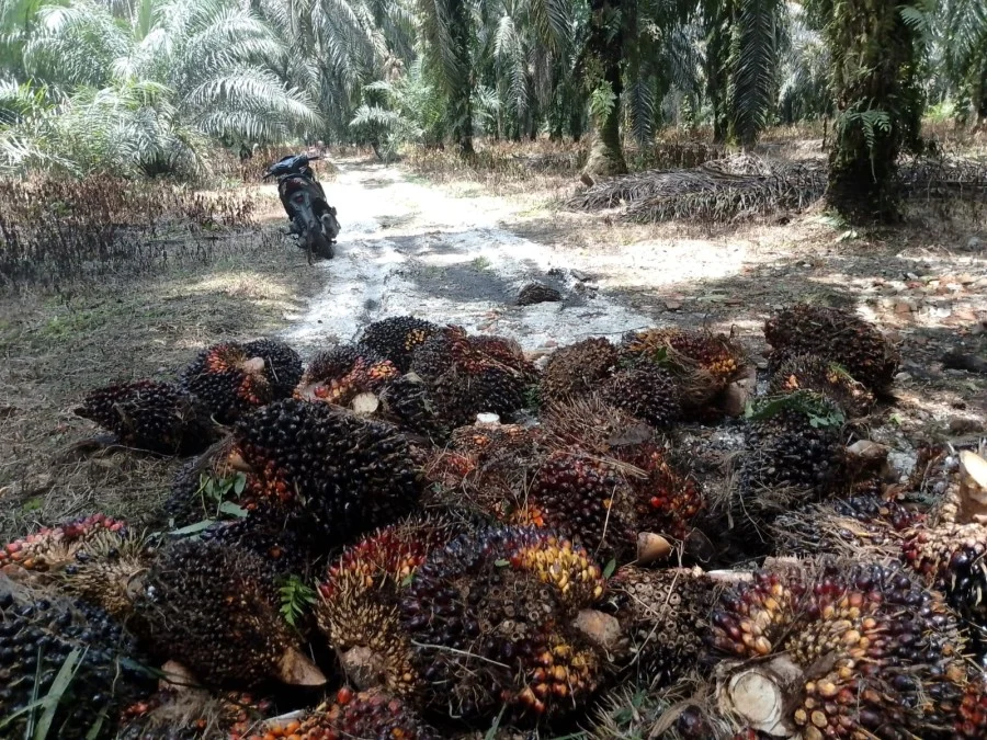 Harga TBS Sawit Swadaya Riau Naik, Tertinggi Sentuh Rp3.739 per Kg