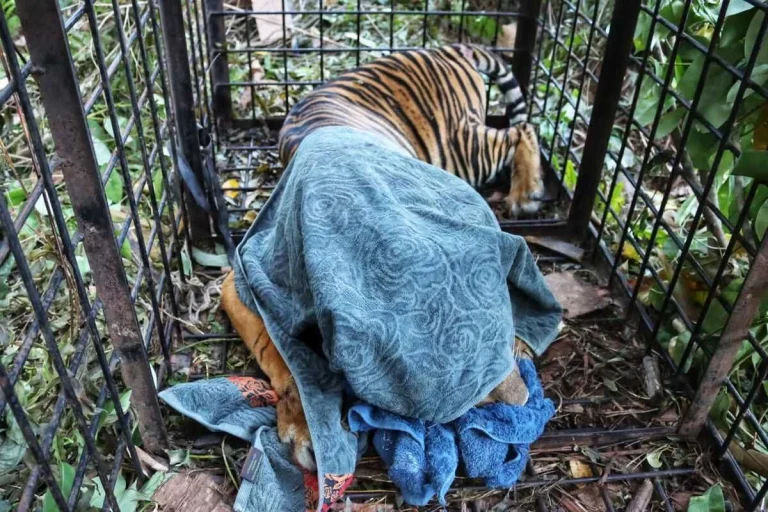 Harimau Sumatera Diduga Pemangsa Manusia Tertangkap, BKSDA Riau Tunggu Hasil Uji DNA dari UGM