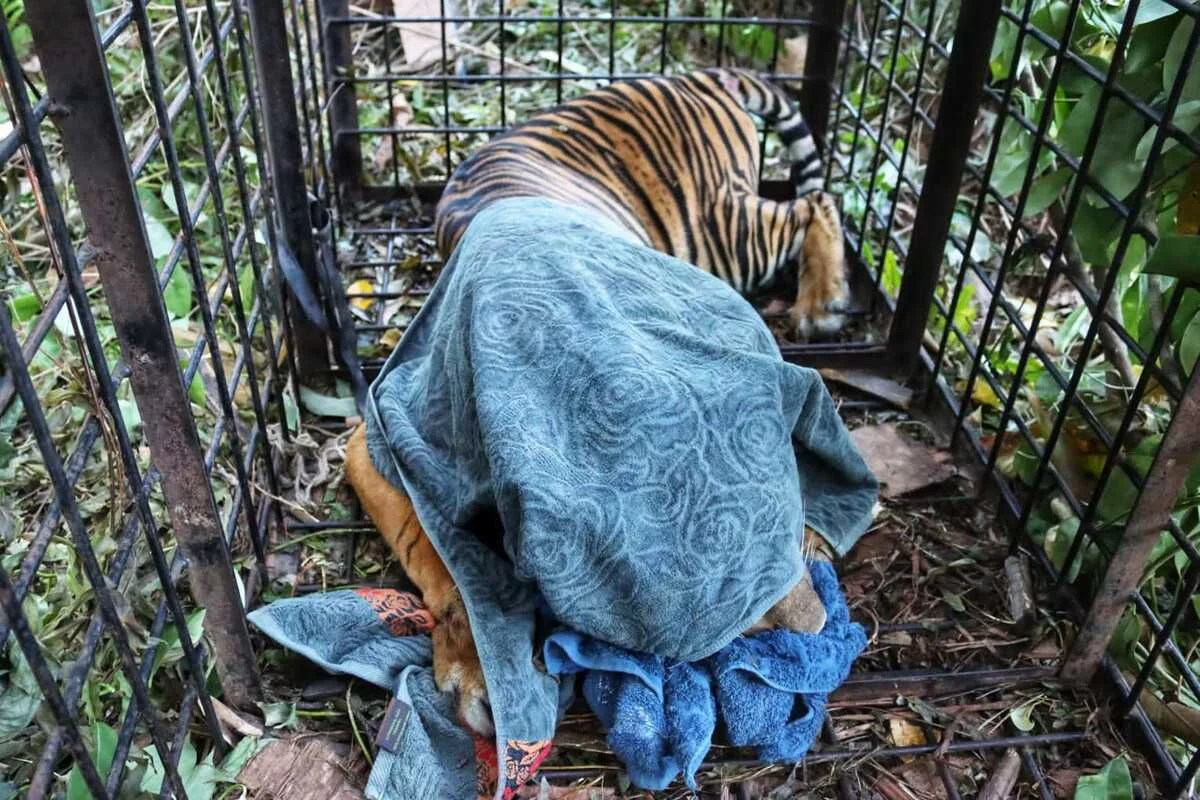 Harimau Sumatera Diduga Pemangsa Manusia Tertangkap, BKSDA Riau Tunggu Hasil Uji DNA dari UGM