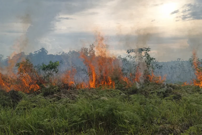Kalimantan Membara: Jeritan Paru-Paru di Tengah Kabut Asap Empat Bulan