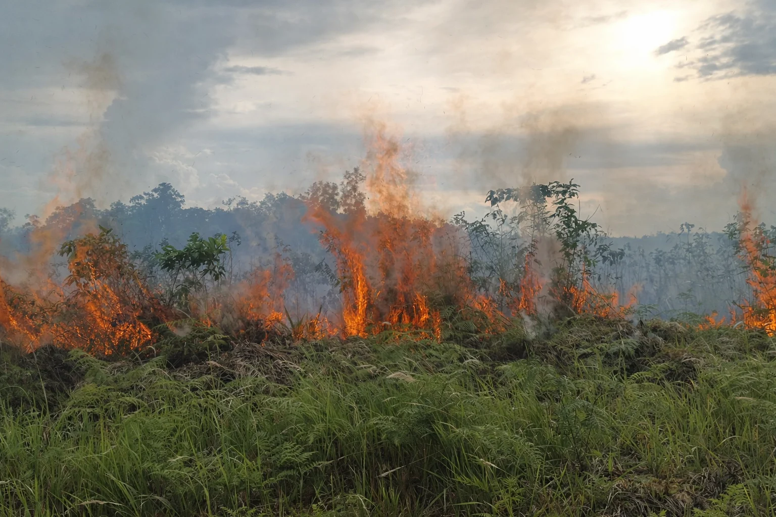 Kalimantan Membara: Jeritan Paru-Paru di Tengah Kabut Asap Empat Bulan