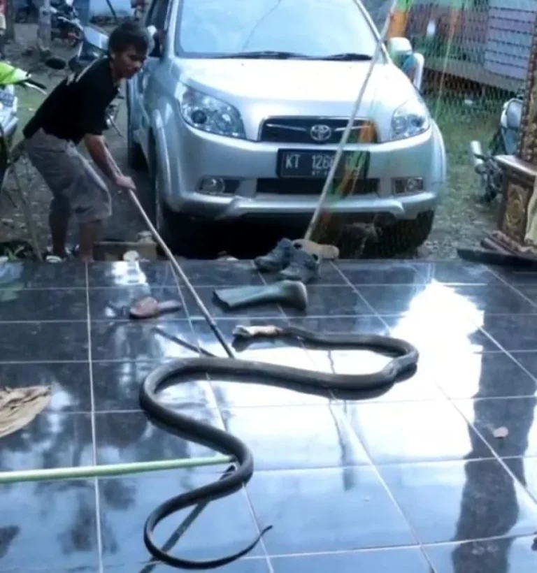 Magrib Hari Ini di Lebak: King Kobra 5 Meter Muncul di Belakang Rumah Warga Curugbitung