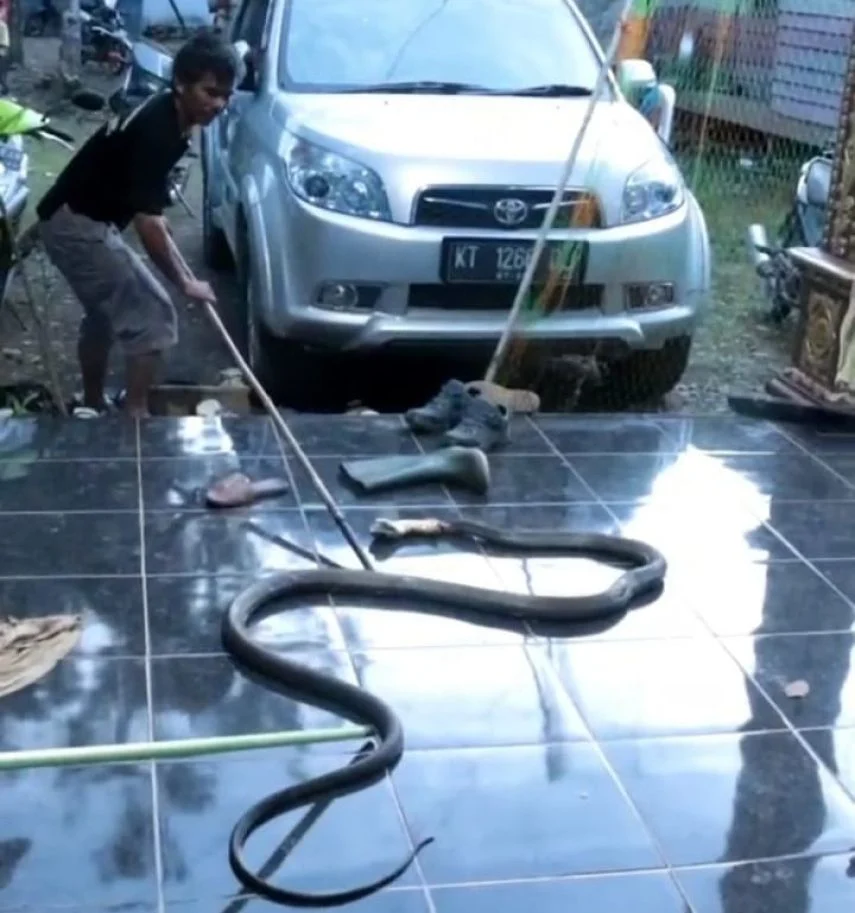 Magrib Hari Ini di Lebak: King Kobra 5 Meter Muncul di Belakang Rumah Warga Curugbitung