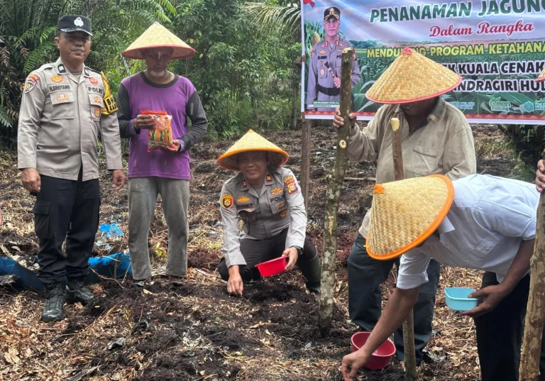 Polsek Kuala Cenaku dan Petani Berkat Usaha Olah Lahan Gambut 1 Hektar Jadi Ladang Jagung Pipil
