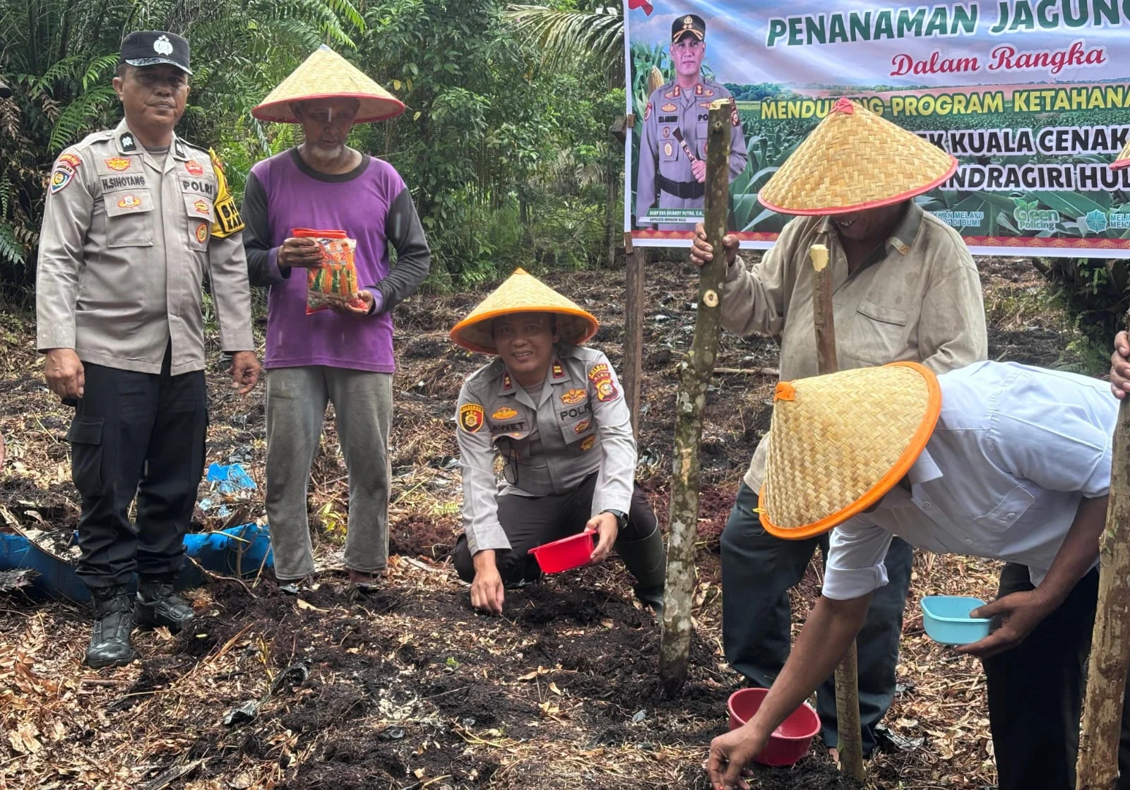 Polsek Kuala Cenaku dan Petani Berkat Usaha Olah Lahan Gambut 1 Hektar Jadi Ladang Jagung Pipil