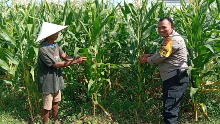 Polsek Lubuk Batu Jaya Dampingi Petani Cabai di Desa Sei Beras Beras demi Perkuat Ketahanan Pangan