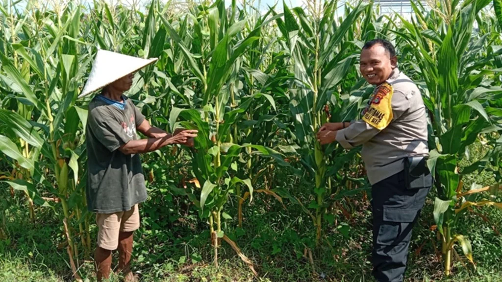 Polsek Lubuk Batu Jaya Dampingi Petani Cabai di Desa Sei Beras Beras demi Perkuat Ketahanan Pangan