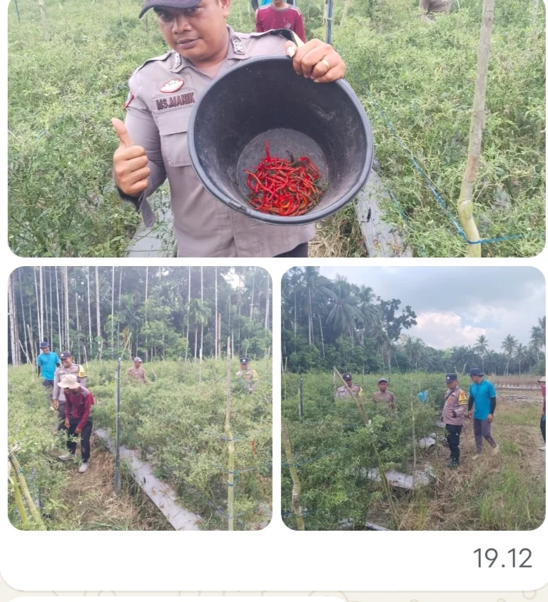 Polsek Lubuk Batu Jaya Dorong Petani Cabai Optimalkan Lahan untuk Ketahanan Pangan