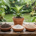 Waspada Akar Membusuk di Musim Hujan, Ini 6 Tips Memilih Media Tanam yang Wajib Diketahui